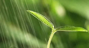 初期雨水什么情形下需納入排污許可？